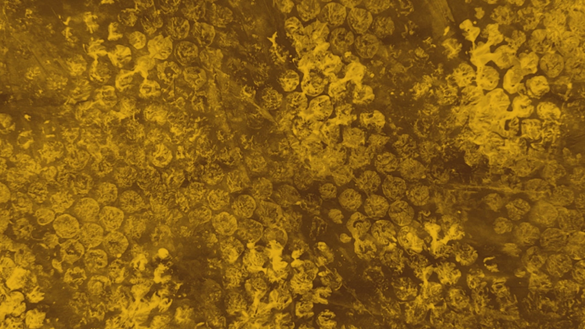 Load video: Happy Diwali